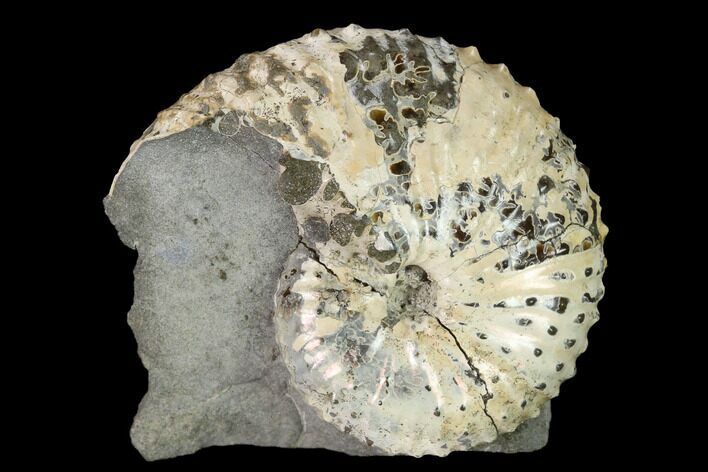 Discoscaphites Gulosus Ammonite - South Dakota #155424